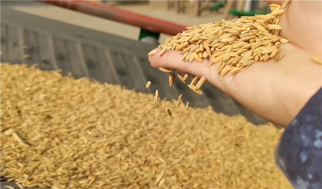 Grain cleaning effect of environmental protection cylindrical grain cleaner