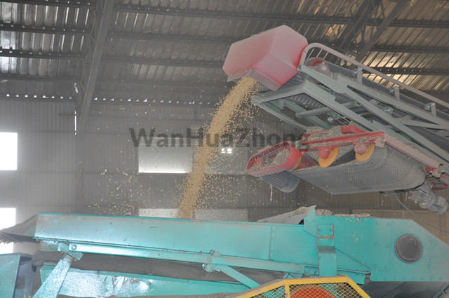 This mobile steering grain throwing belt conveyor working detail